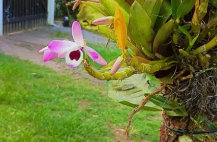 Imagem: Chácara / Sítio para Venda, Vila Loty