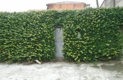 Imagem: Casa Térrea para Alugar, Vila Campanela
