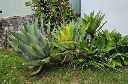 Imagem: Casa Térrea para Venda, Vila Aricanduva