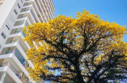 Imagem: Apartamento para Venda, Vila Matilde