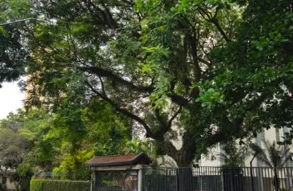 Imagem: Apartamento para Alugar, Parque Mandaqui