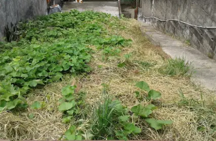 Imagem: Terreno para Venda, Vila Nova Mazzei