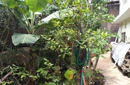 Imagem: Sobrado para Venda, Jardim Paulistano (Zona Norte)