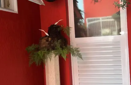 Imagem: Casa Térrea para Alugar, Vila Medeiros