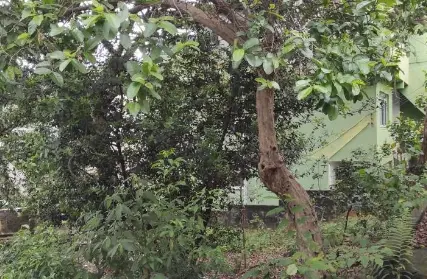 Imagem: Terreno para Venda, Vila Clarice