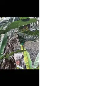 Imagem: Terreno para Venda, Sete Praias